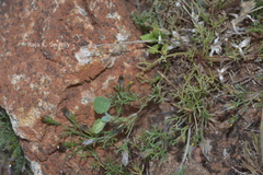 Glossocardia bosvallia